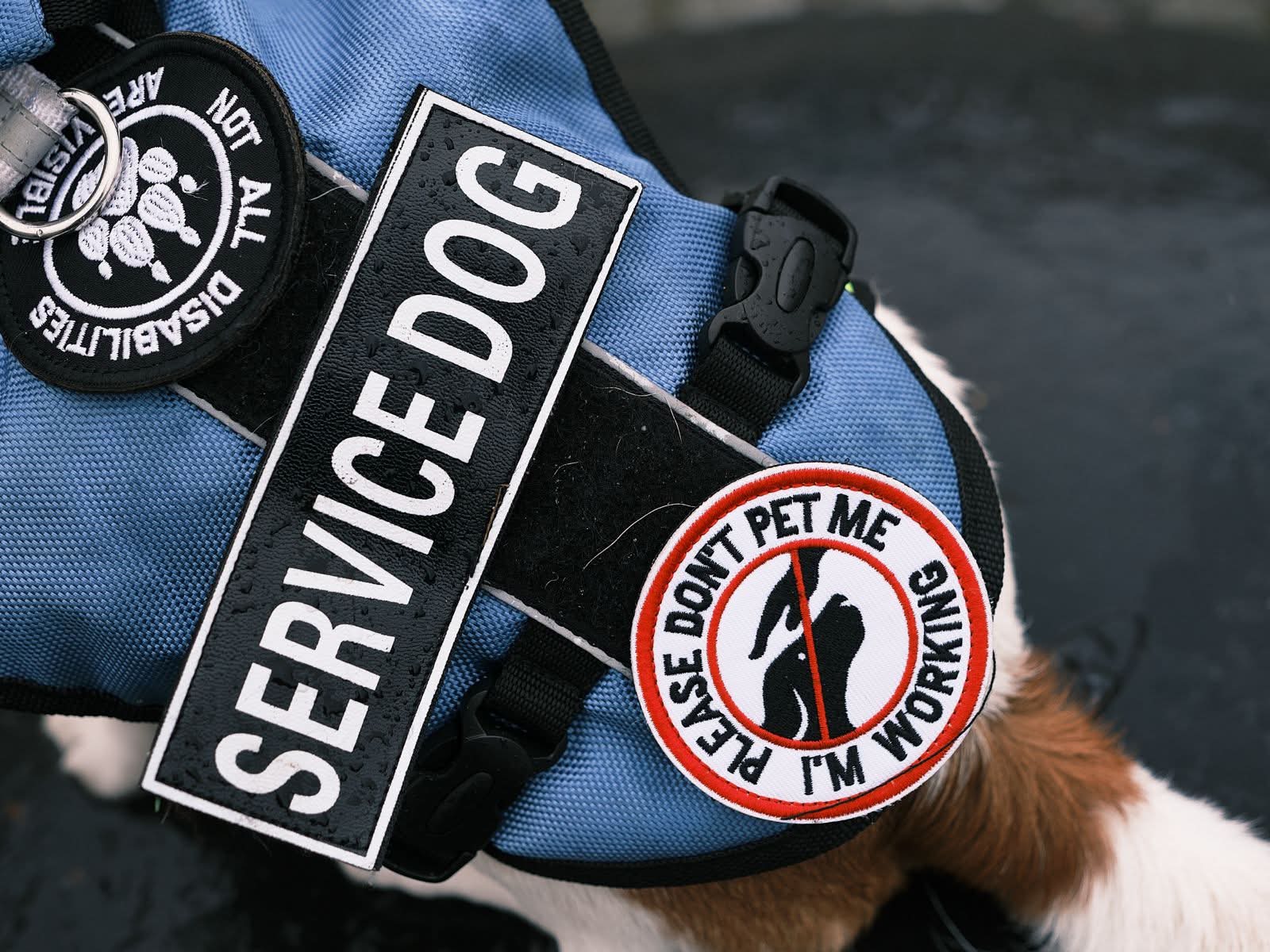 Assistance dog