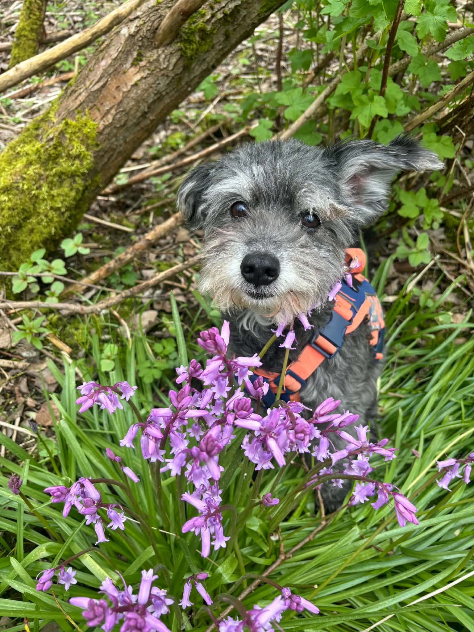 Dog in bluebells