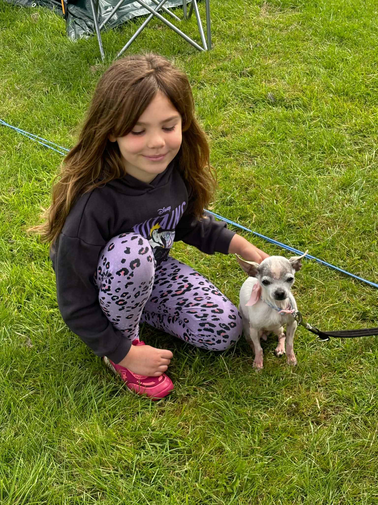 Girl stroking a small dog on grass