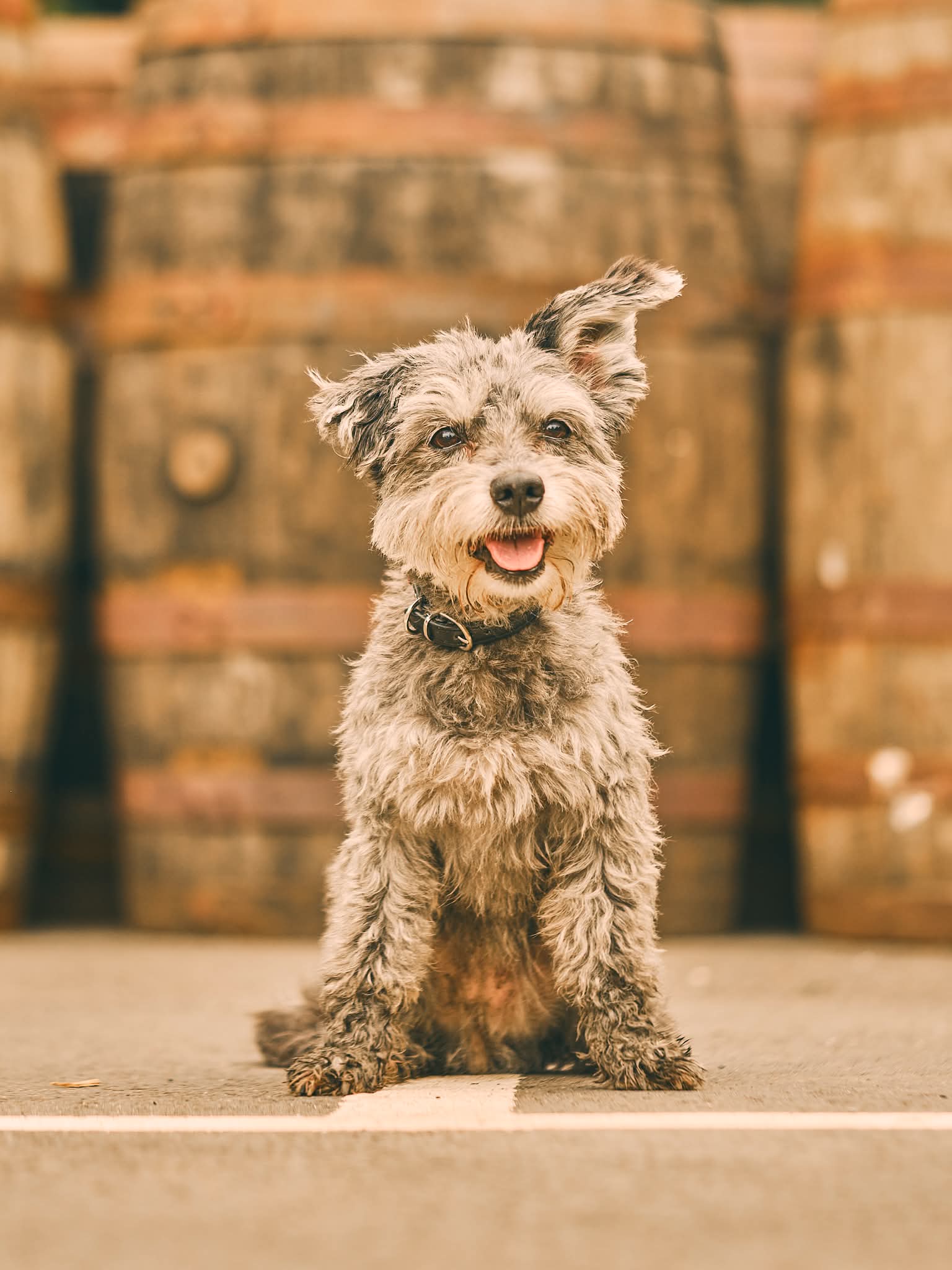 Dog portrait