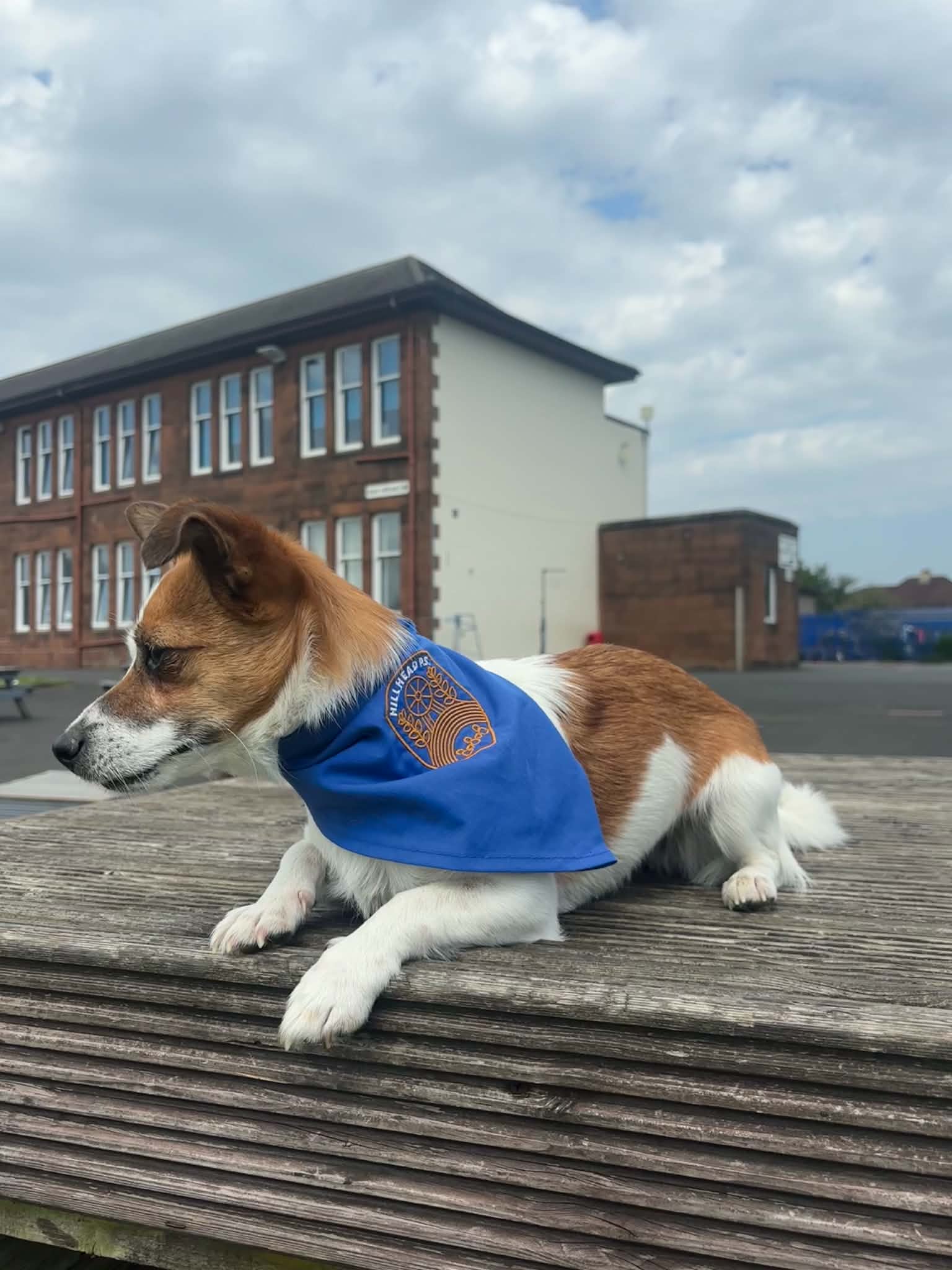 Jack Russell wearing a school bandana outside a school