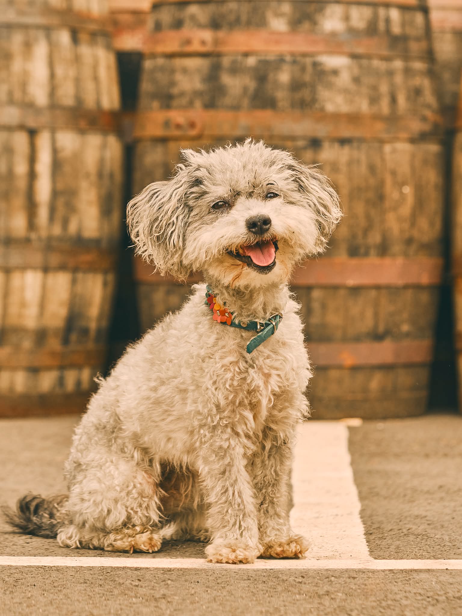 Dog portrait