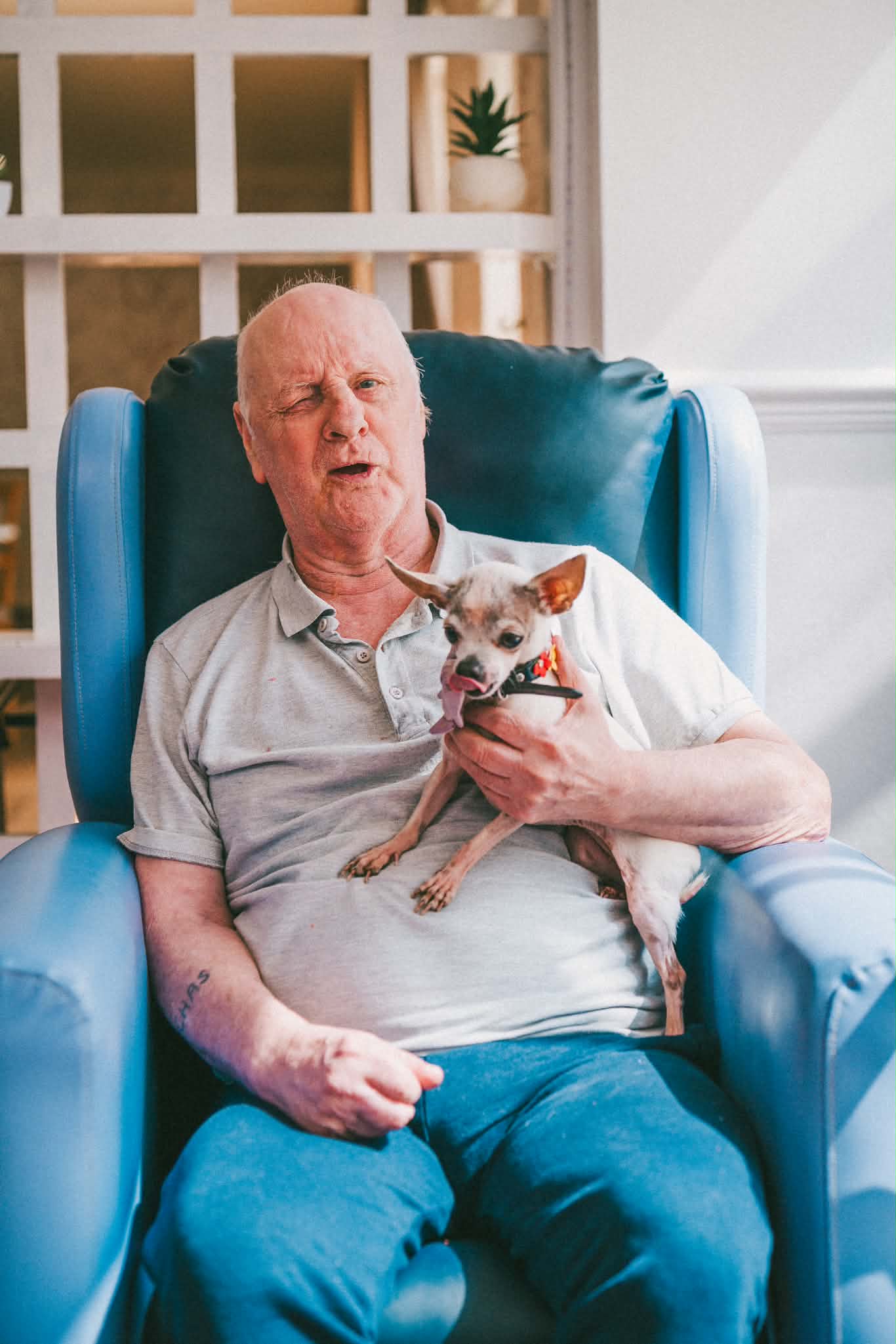 Elderly man in blue chair with a chihuahua