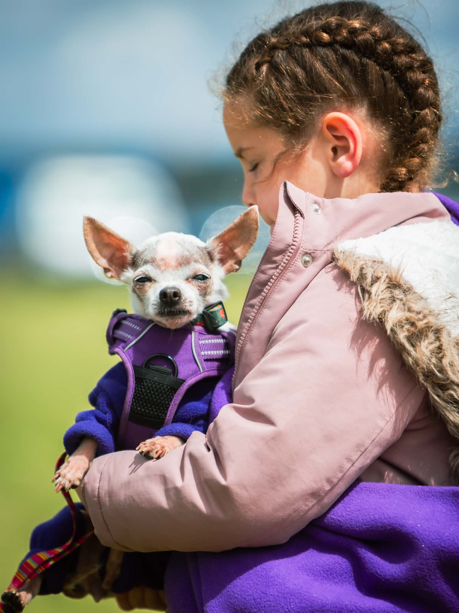 Young girl holding a chihuahua