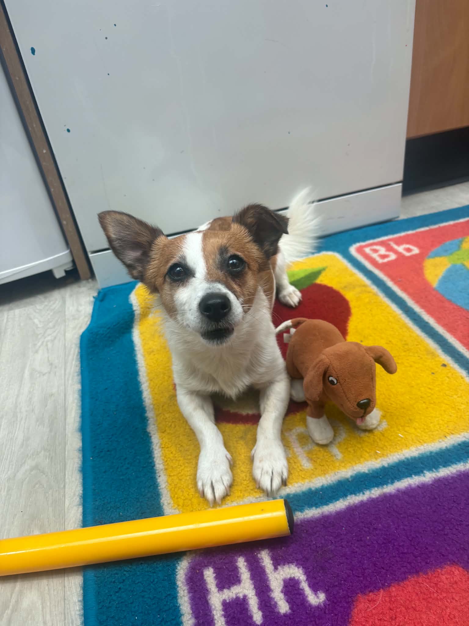 Dog lying on a school alphabet rug