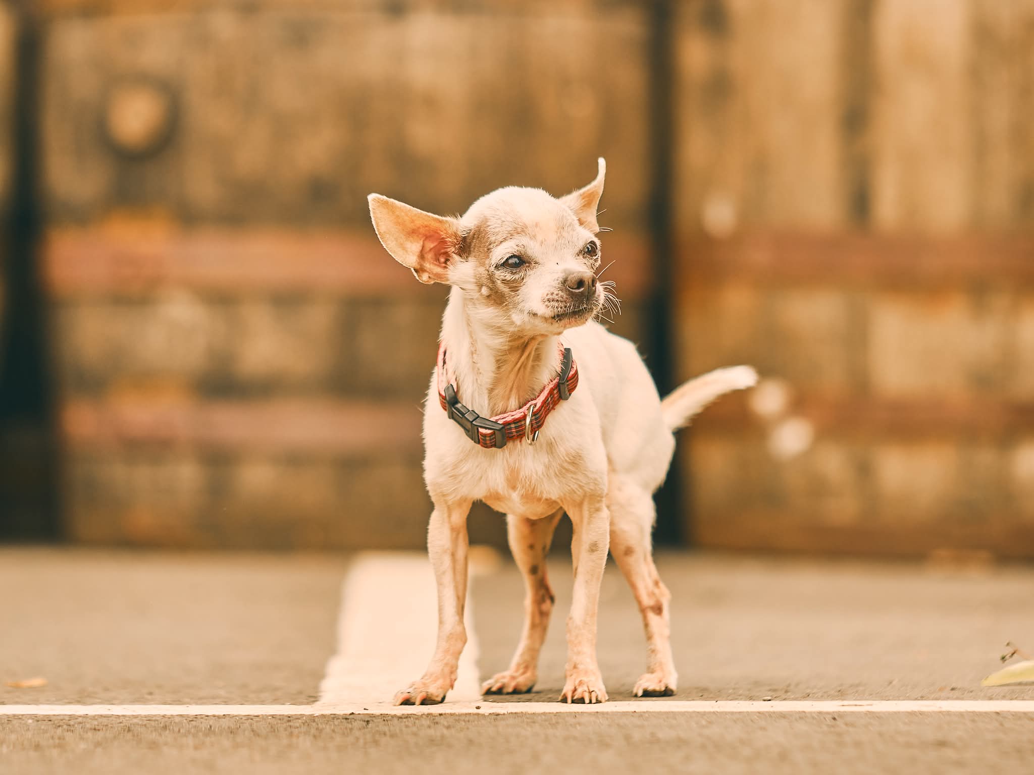 Chihuahua