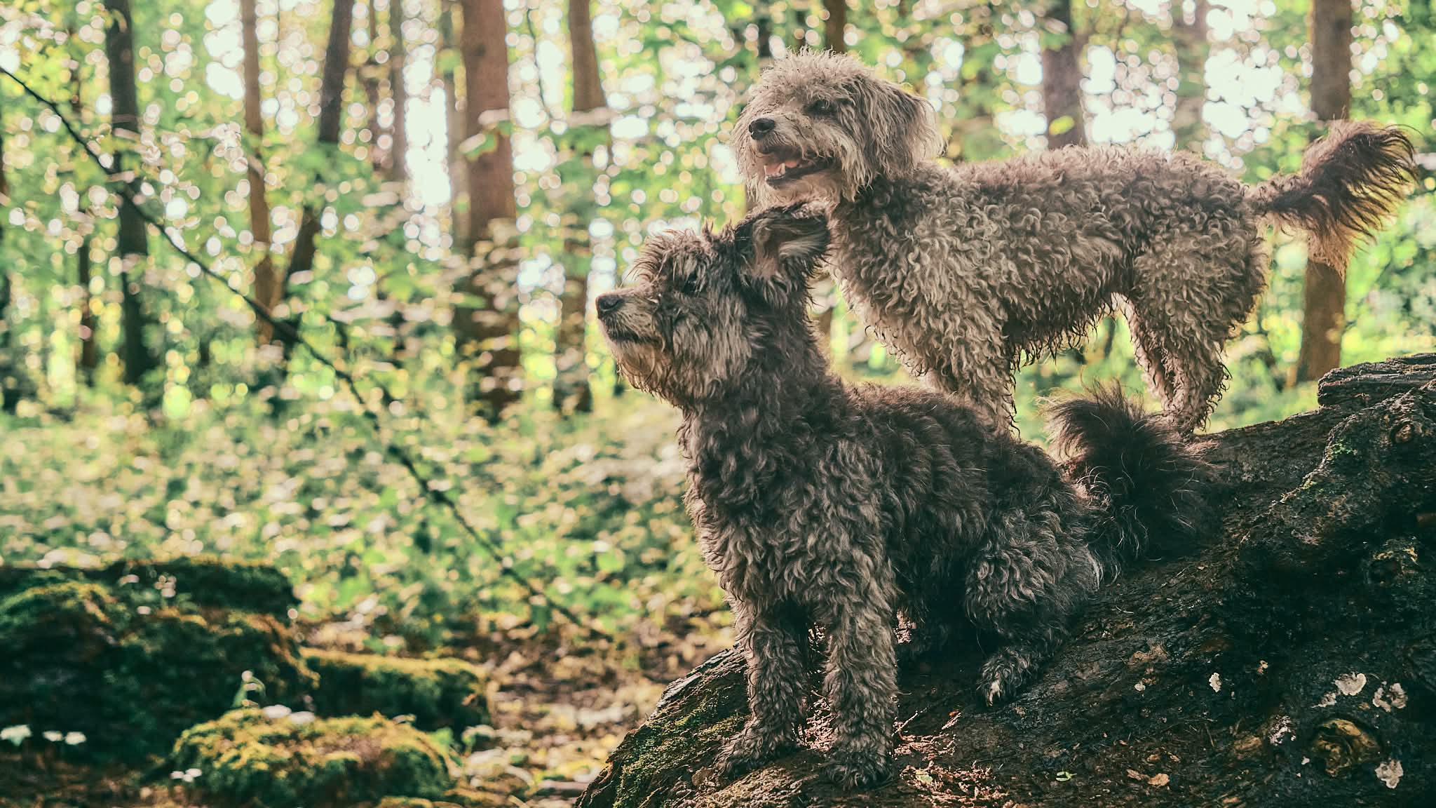 Dogs on log